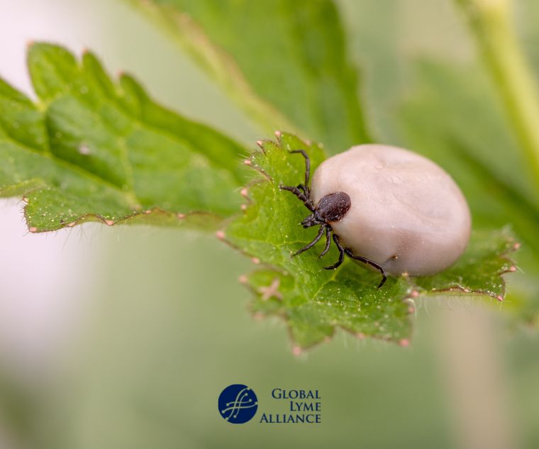 Ticks Don’t Die When It’s Cold Outside